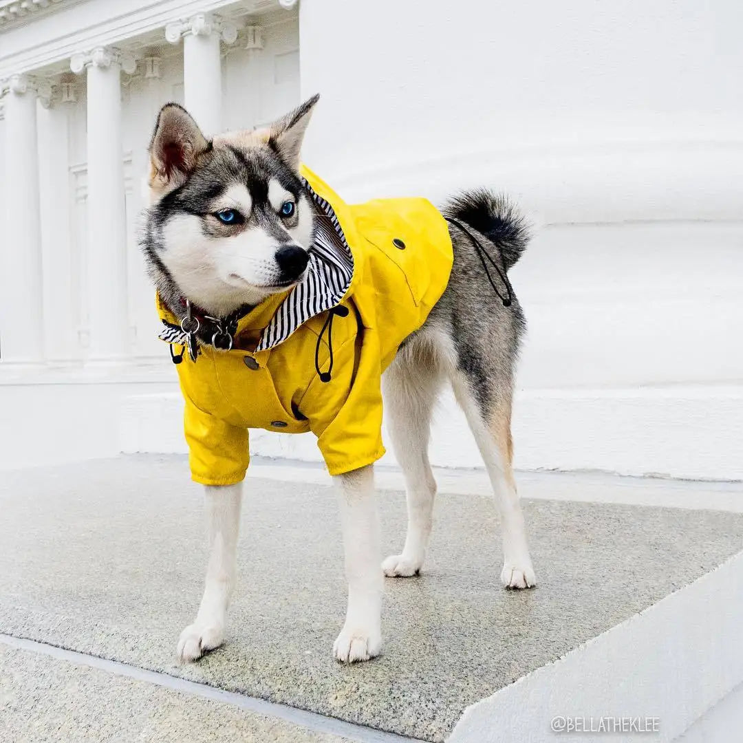 Waterproof Dog Raincoat with Removable Hoodie & Harness Opening