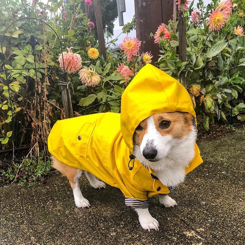 Windproof Waterproof Sport Hoodie Jacket for Dogs