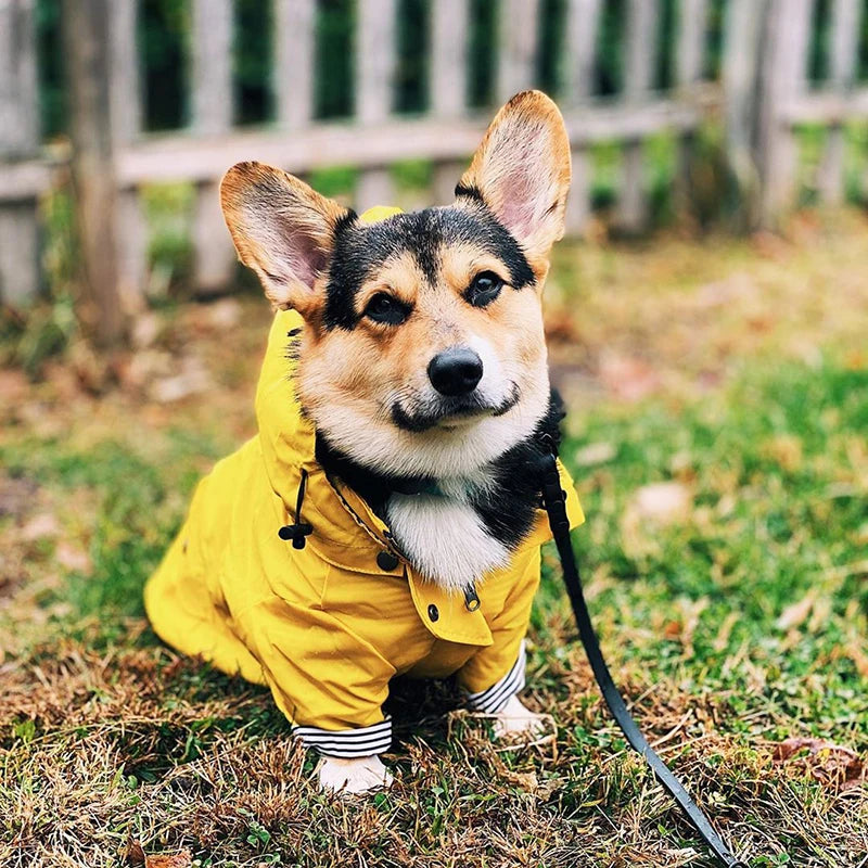 Windproof Waterproof Sport Hoodie Jacket for Dogs