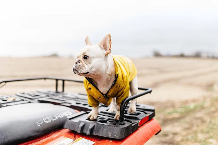 Windproof Waterproof Sport Hoodie Jacket for Dogs
