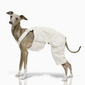 Denim Overalls for Greyhounds & Whippets – Spring, Autumn & Winter