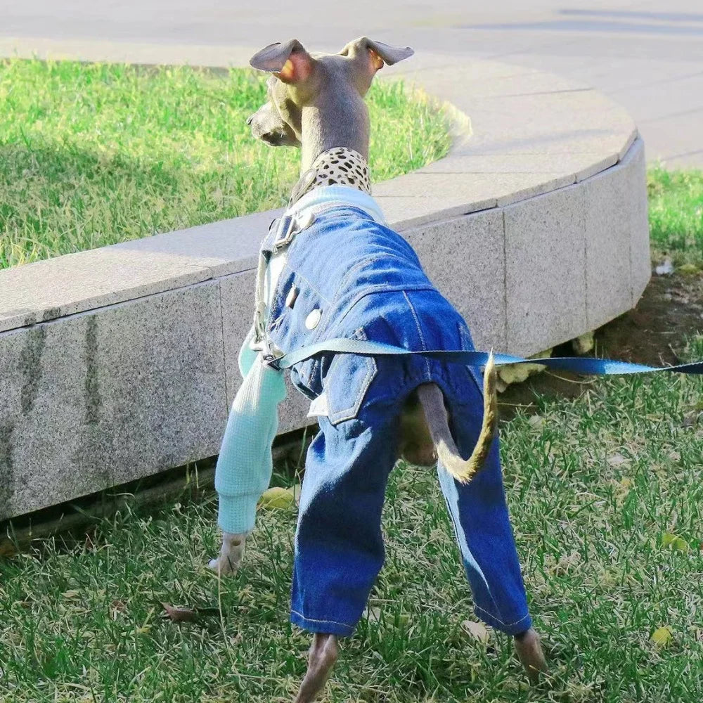 Denim Overalls for Greyhounds & Whippets – Spring, Autumn & Winter