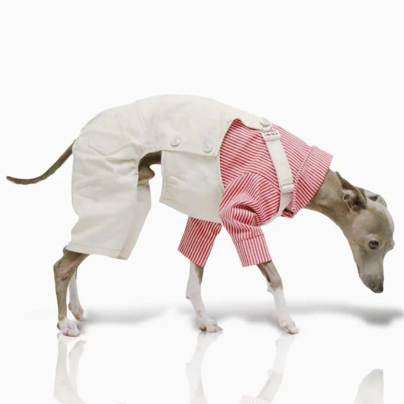 Denim Overalls for Greyhounds & Whippets – Spring, Autumn & Winter