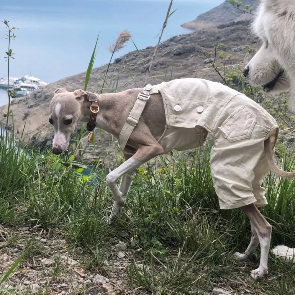 Denim Overalls for Greyhounds & Whippets – Spring, Autumn & Winter