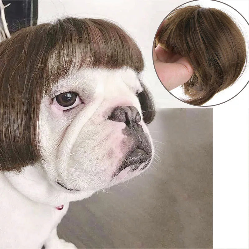 Pet Cosplay Wig & Hair Set for Dogs & Cats
