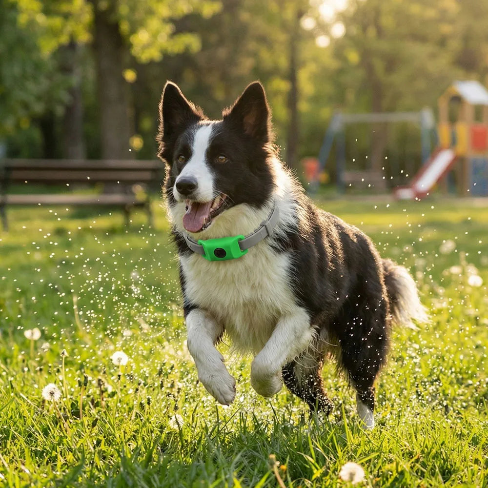 Natural Flea & Tick Protection Collar with Essential Oils