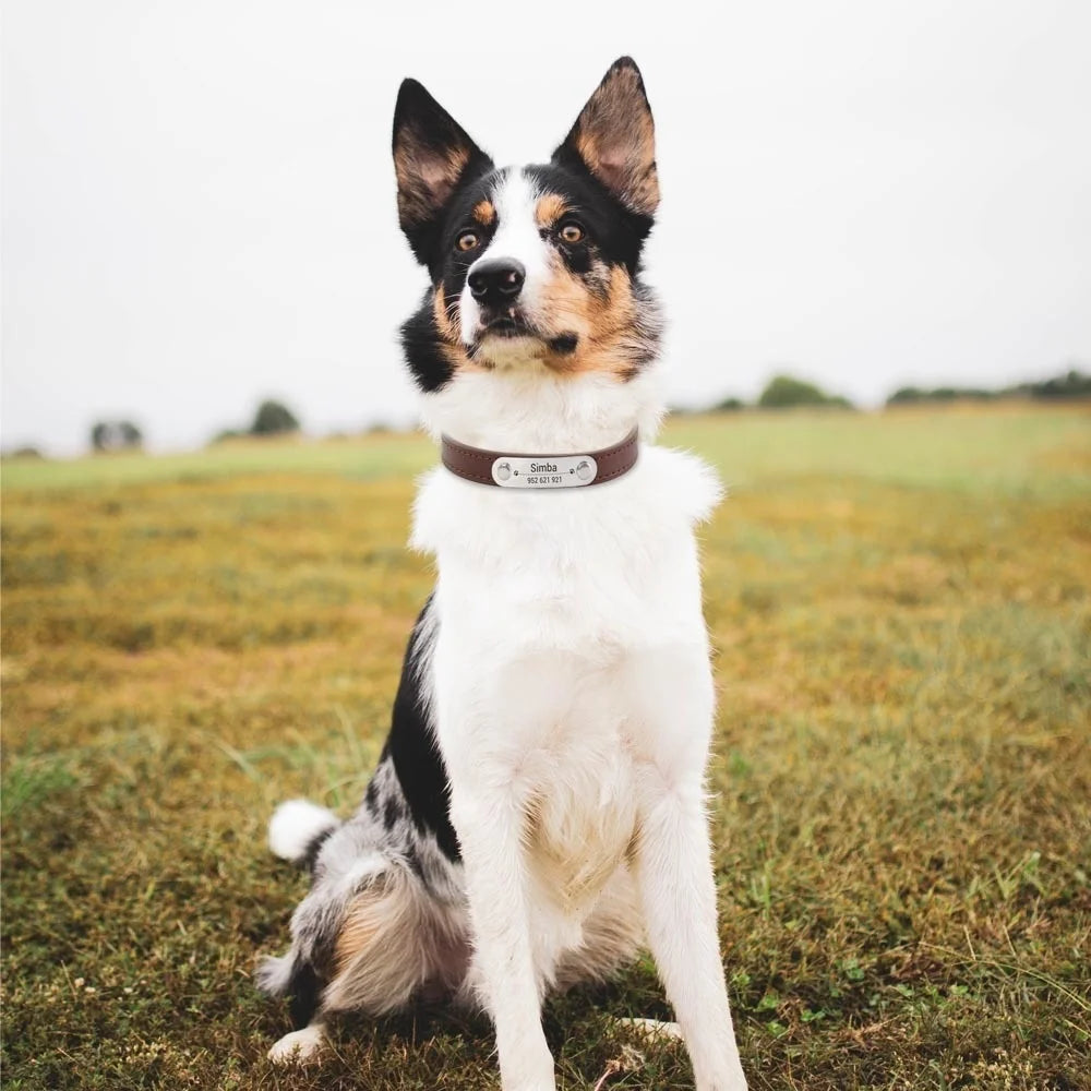 Personalized Leather ID Collar For Dogs & Cats