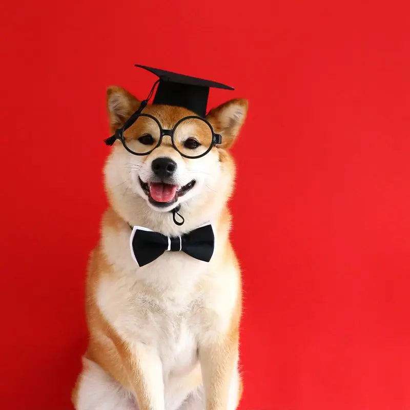 Cute Graduation Halloween Pet Costume Set with Glasses, Hat, and Bowtie