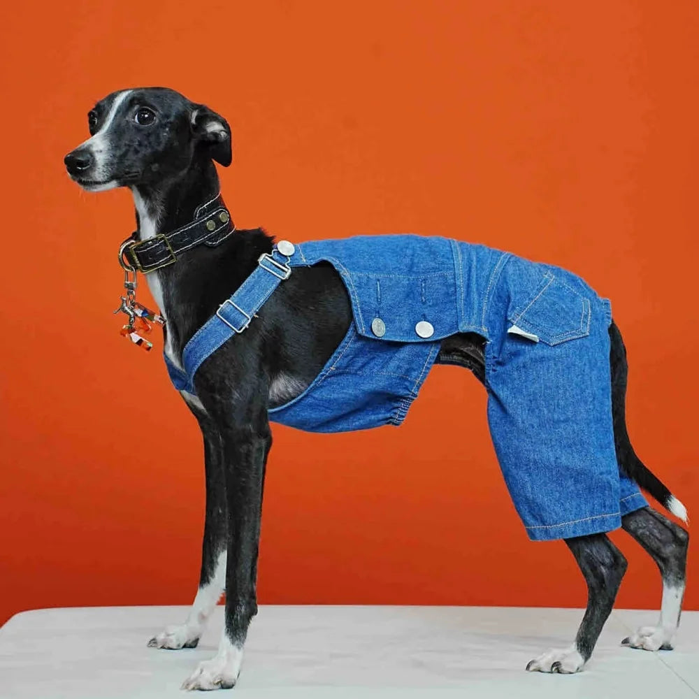 Denim Overalls for Greyhounds & Whippets – Spring, Autumn & Winter