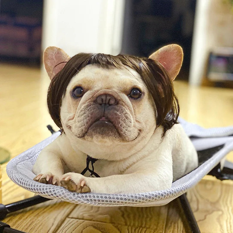 Pet Cosplay Wig & Hair Set for Dogs & Cats