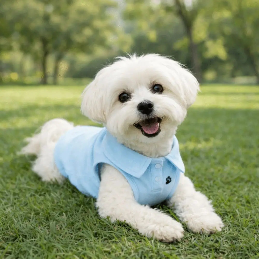 Adorable Spring and Summer Dog Shirt