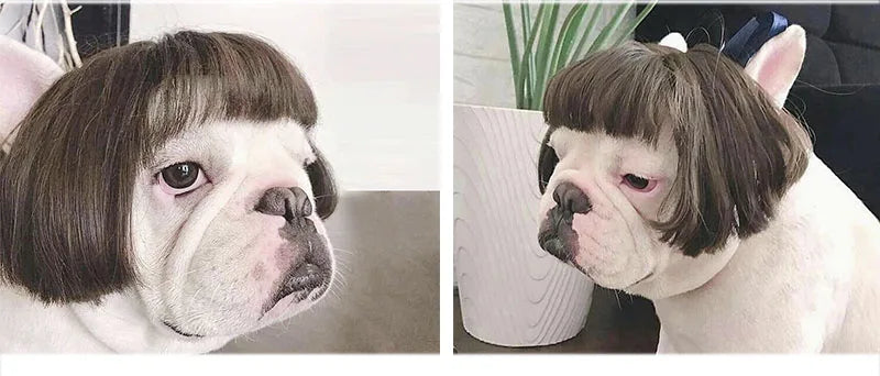 Pet Cosplay Wig & Hair Set for Dogs & Cats